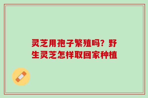 灵芝用孢子繁殖吗？野生灵芝怎样取回家种植