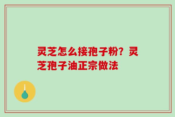 灵芝怎么接孢子粉?灵芝孢子油正宗做法 灵芝怎么接孢子粉?灵芝孢子油正宗做法