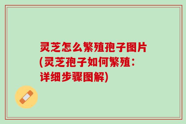 灵芝怎么繁殖孢子图片(灵芝孢子如何繁殖：详细步骤图解)
