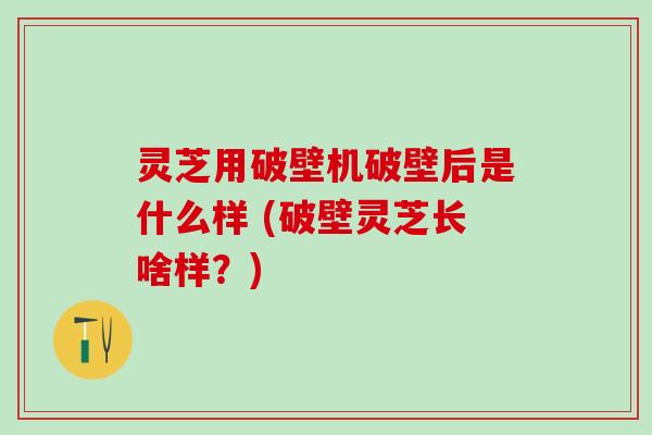 灵芝用破壁机破壁后是什么样 (破壁灵芝长啥样?) 灵芝用破壁机破壁后是什么样 (破壁灵芝长啥样?)