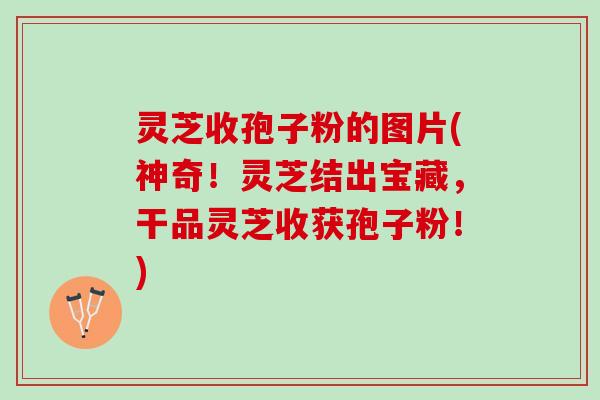 灵芝收孢子粉的图片(神奇！灵芝结出宝藏，干品灵芝收获孢子粉！)