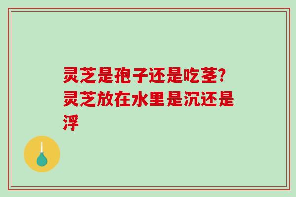灵芝是孢子还是吃茎?灵芝放在水里是沉还是浮 灵芝是孢子还是吃茎?灵芝放在水里是沉还是浮