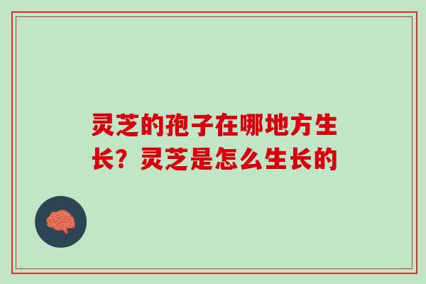 灵芝的孢子在哪地方生长？灵芝是怎么生长的
