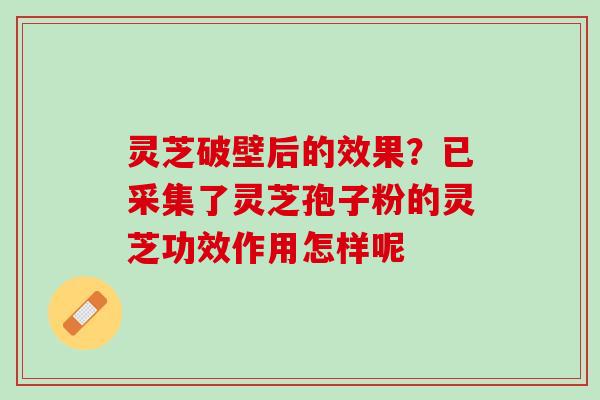 灵芝破壁后的效果？已采集了灵芝孢子粉的灵芝功效作用怎样呢