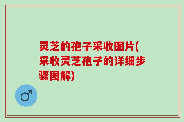 灵芝的孢子采收图片(采收灵芝孢子的详细步骤图解)