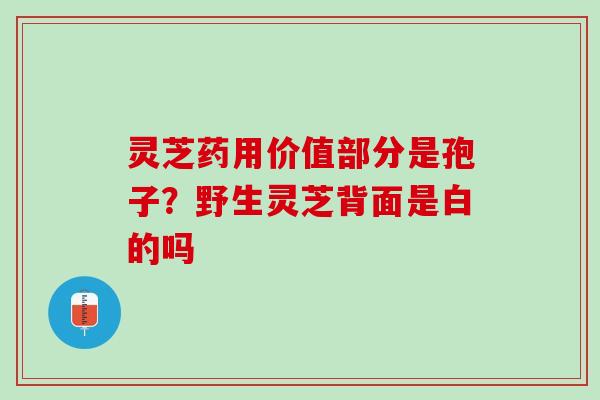 灵芝药用价值部分是孢子?野生灵芝背面是白的吗 灵芝药用价值部分是孢子?野生灵芝背面是白的吗