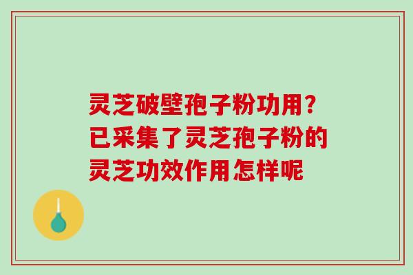 灵芝破壁孢子粉功用？已采集了灵芝孢子粉的灵芝功效作用怎样呢
