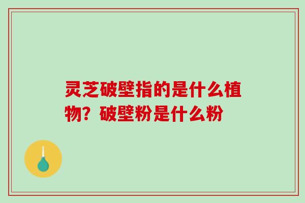 灵芝破壁指的是什么植物？破壁粉是什么粉
