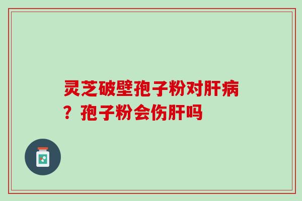 灵芝破壁孢子粉对肝病？孢子粉会伤肝吗