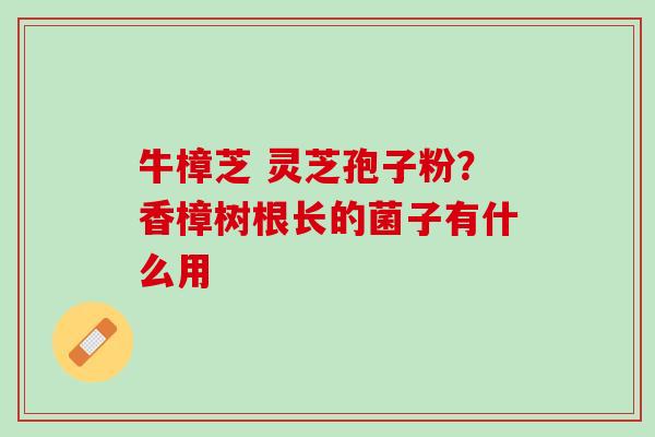 牛樟芝 灵芝孢子粉?香樟树根长的菌子有什么用 牛樟芝 灵芝孢子粉?香樟树根长的菌子有什么用