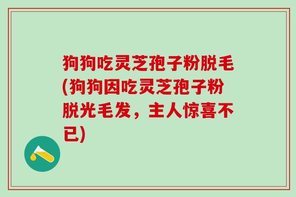狗狗吃灵芝孢子粉脱毛(狗狗因吃灵芝孢子粉脱光毛发，主人惊喜不已)