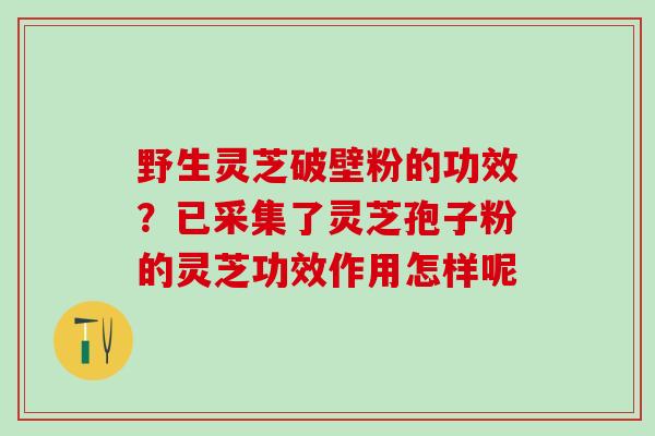 野生灵芝破壁粉的功效？已采集了灵芝孢子粉的灵芝功效作用怎样呢