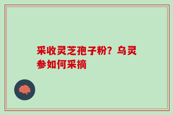 采收灵芝孢子粉？乌灵参如何采摘