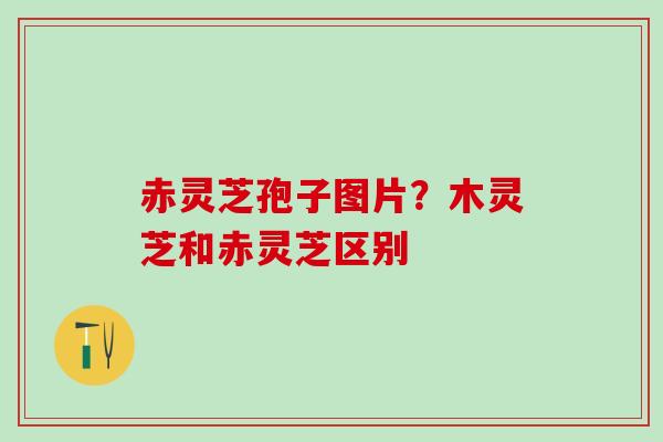 赤灵芝孢子图片?木灵芝和赤灵芝区别 赤灵芝孢子图片?木灵芝和赤灵芝区别