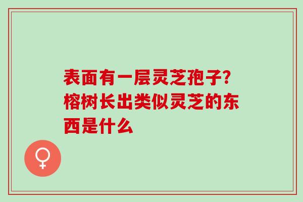 表面有一层灵芝孢子?榕树长出类似灵芝的东西是什么 表面有一层灵芝孢子?榕树长出类似灵芝的东西是什么