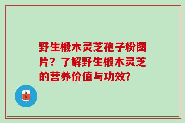 野生椴木灵芝孢子粉图片？了解野生椴木灵芝的营养价值与功效？