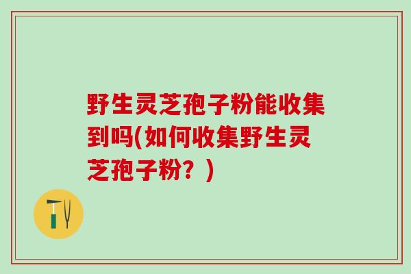 野生灵芝孢子粉能收集到吗(如何收集野生灵芝孢子粉？)