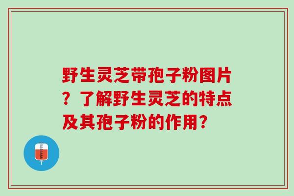 野生灵芝带孢子粉图片？了解野生灵芝的特点及其孢子粉的作用？