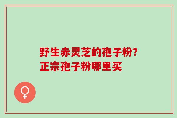 野生赤灵芝的孢子粉？正宗孢子粉哪里买