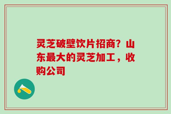 灵芝破壁饮片招商？山东最大的灵芝加工，收购公司