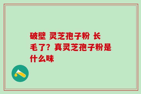 破壁 灵芝孢子粉 长毛了？真灵芝孢子粉是什么味