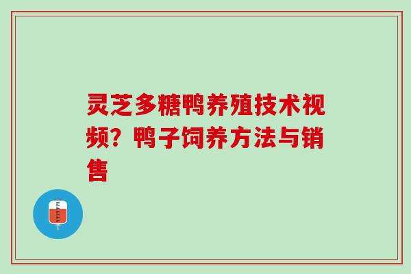 灵芝多糖鸭养殖技术视频？鸭子饲养方法与销售