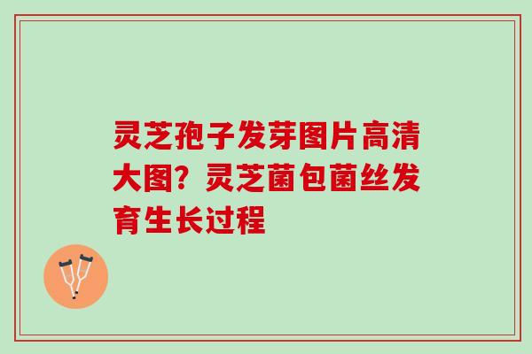 灵芝孢子发芽图片高清大图？灵芝菌包菌丝发育生长过程