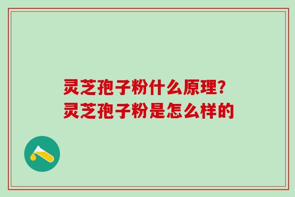 灵芝孢子粉什么原理？灵芝孢子粉是怎么样的