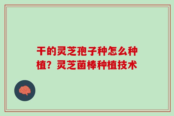 干的灵芝孢子种怎么种植？灵芝菌棒种植技术