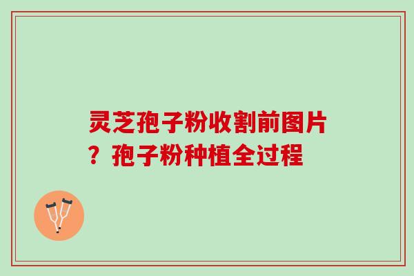 灵芝孢子粉收割前图片?孢子粉种植全过程 灵芝孢子粉收割前图片?孢子粉种植全过程