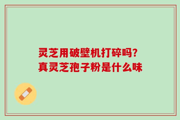 灵芝用破壁机打碎吗？真灵芝孢子粉是什么味