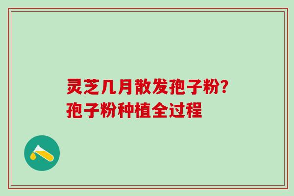 灵芝几月散发孢子粉？孢子粉种植全过程