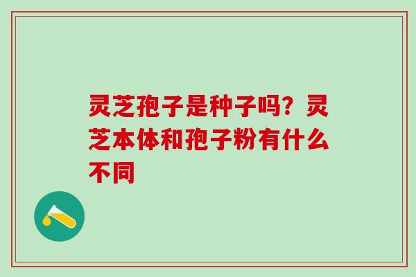 灵芝孢子是种子吗？灵芝本体和孢子粉有什么不同