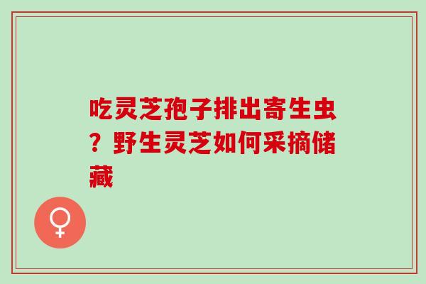 吃灵芝孢子排出寄生虫？野生灵芝如何采摘储藏