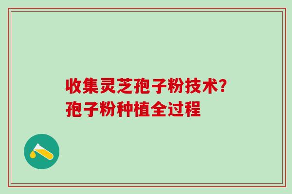 收集灵芝孢子粉技术？孢子粉种植全过程