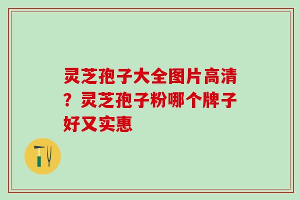 灵芝孢子大全图片高清？灵芝孢子粉哪个牌子好又实惠