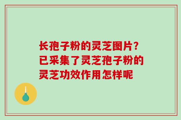 长孢子粉的灵芝图片？已采集了灵芝孢子粉的灵芝功效作用怎样呢