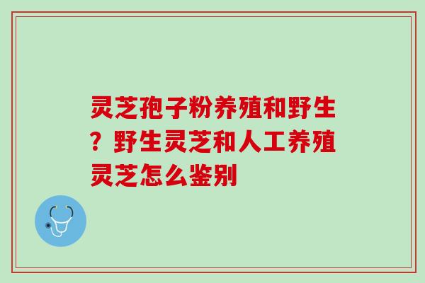 灵芝孢子粉养殖和野生？野生灵芝和人工养殖灵芝怎么鉴别