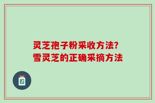 灵芝孢子粉采收方法？雪灵芝的正确采摘方法