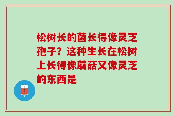 松树长的菌长得像灵芝孢子？这种生长在松树上长得像蘑菇又像灵芝的东西是