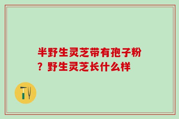半野生灵芝带有孢子粉？野生灵芝长什么样
