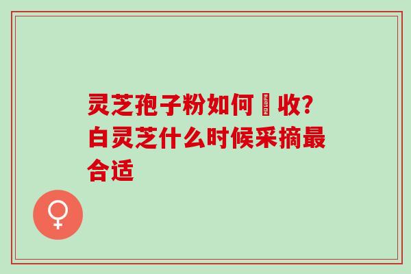灵芝孢子粉如何採收？白灵芝什么时候采摘最合适