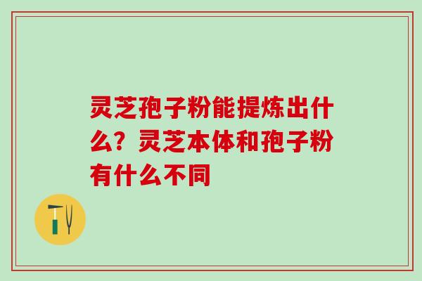 灵芝孢子粉能提炼出什么？灵芝本体和孢子粉有什么不同
