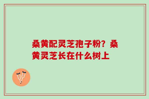 桑黄配灵芝孢子粉？桑黄灵芝长在什么树上