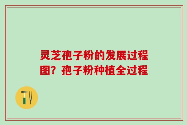 灵芝孢子粉的发展过程图？孢子粉种植全过程