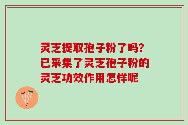 灵芝提取孢子粉了吗？已采集了灵芝孢子粉的灵芝功效作用怎样呢