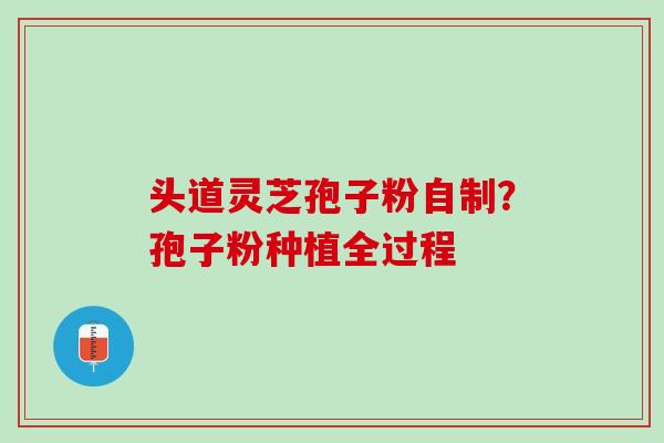 头道灵芝孢子粉自制？孢子粉种植全过程