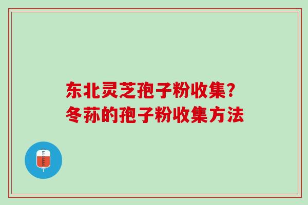 东北灵芝孢子粉收集？冬荪的孢子粉收集方法
