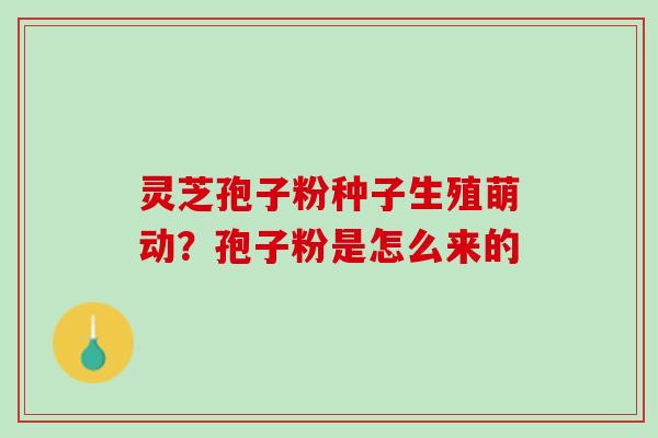 灵芝孢子粉种子生殖萌动?孢子粉是怎么来的 灵芝孢子粉种子生殖萌动?孢子粉是怎么来的