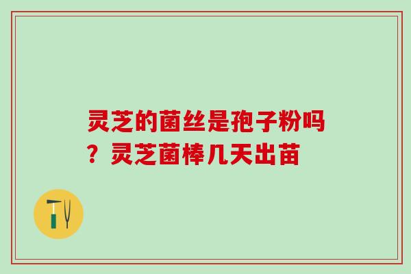灵芝的菌丝是孢子粉吗?灵芝菌棒几天出苗 灵芝的菌丝是孢子粉吗?灵芝菌棒几天出苗
